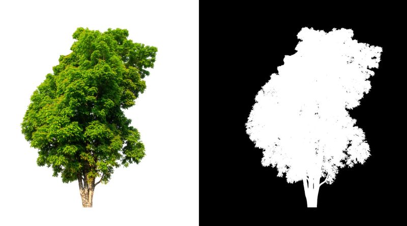 Background Removal vs. Clipping Path Which One Should You Choose